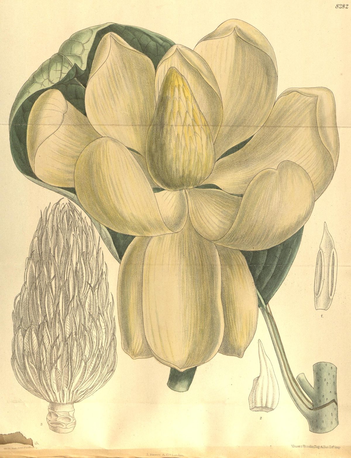 Magnolia delavayi (Delavay's magnolia), plate 8282 from Curtis's Botanical Magazine, 1909