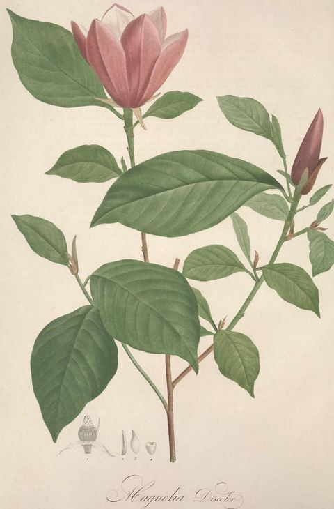Magnolia liliiflora (Lily magnolia), plate 24 from Jardin de la Malmaison, 1803