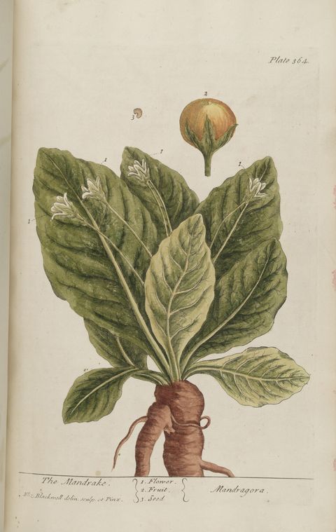 Mandragora officinarum (Mandrake), plate 364 from A Curious Herbal, 1739