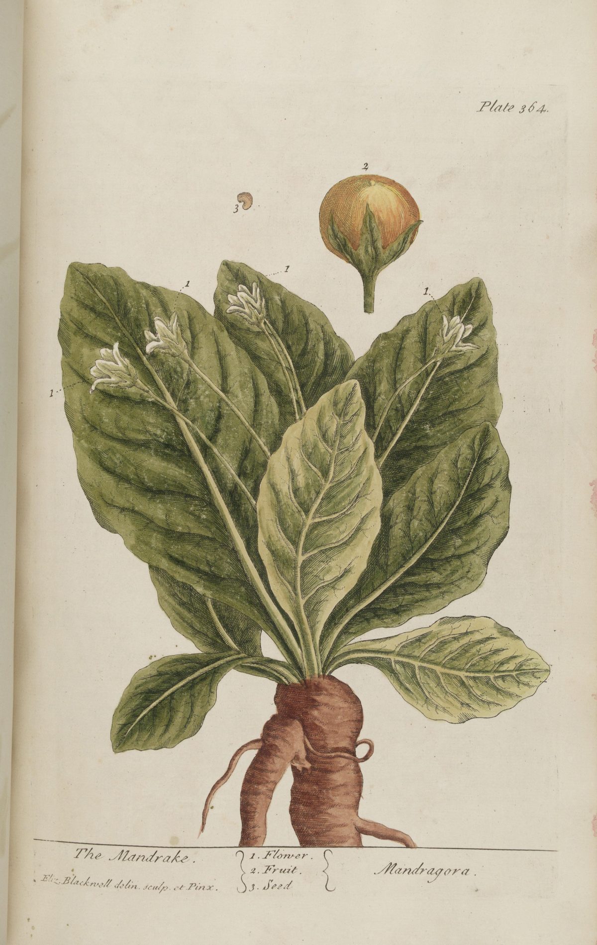 Mandragora officinarum (Mandrake), plate 364 from A Curious Herbal, 1739