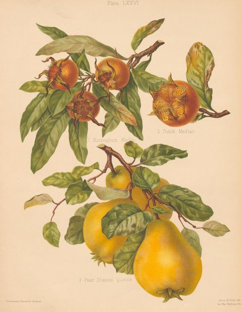 Mespilus germanica and Cydonia oblonga (The medlar and the quince), plate LXXVI from The Herefordshire Pomona, 1884