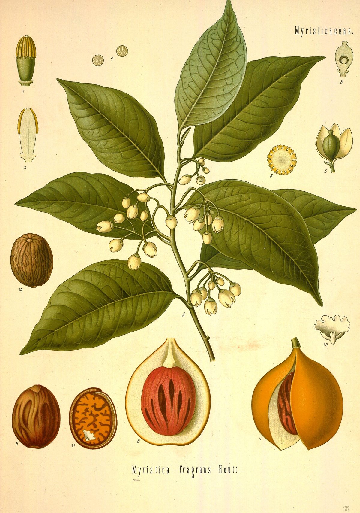 Myristica fragrans (Nutmeg and mace) from Köhler's Medizinal-Pflanzen, 1890