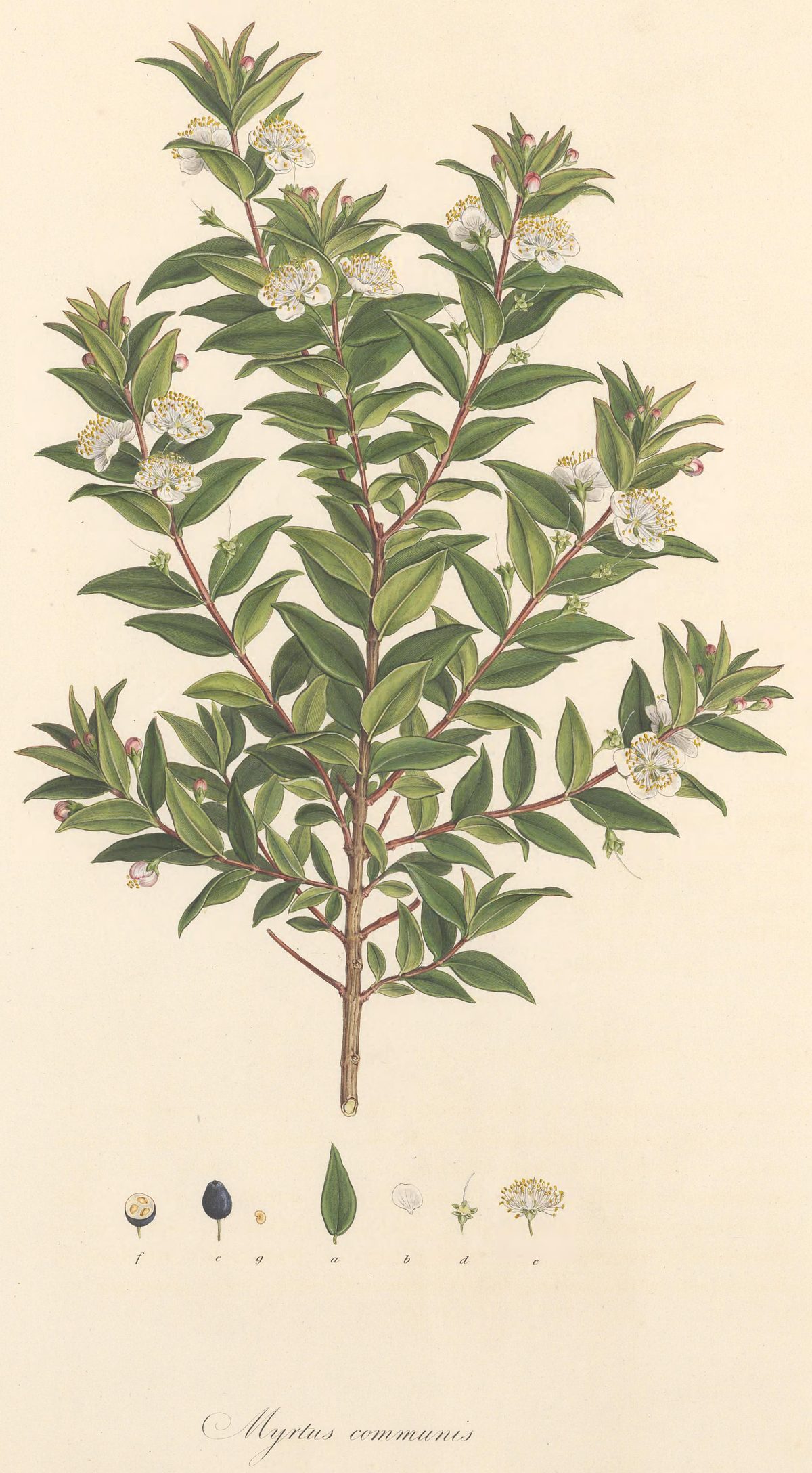 Myrtus communis (Myrtle), plate 475 from Flora Graeca, 1825