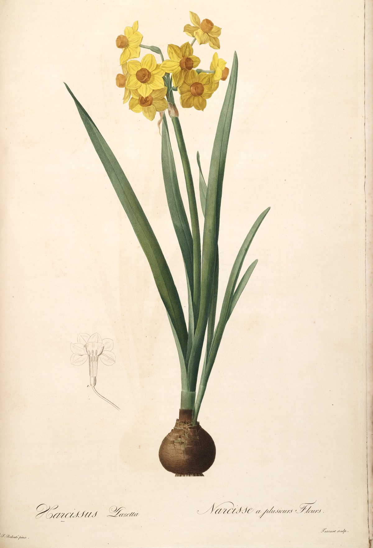 Narcissus tazetta (Bunch-flowered narcissus) from Les Liliacées, 1802