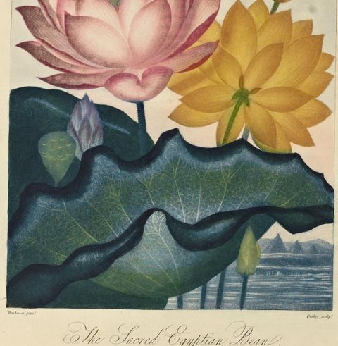 Nelumbo nucifera (Sacred lotus) from The Temple of Flora, 1804