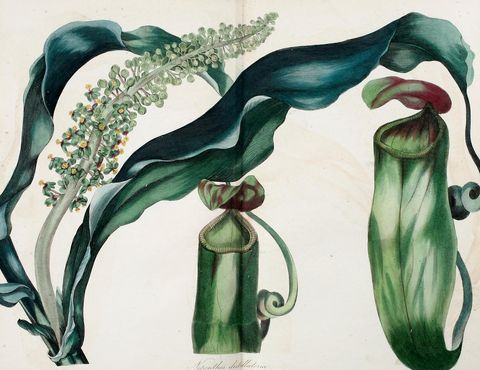 Nepenthes distillatoria (Pitcher plant of Ceylon) from Paxton's Magazine of Botany, 1838