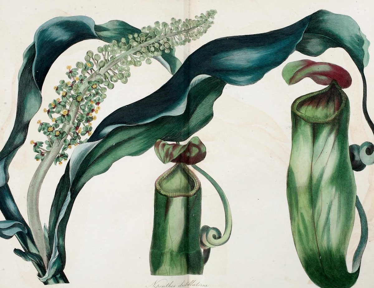 Nepenthes distillatoria (Pitcher plant of Ceylon) from Paxton's Magazine of Botany, 1838