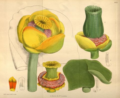 Nuphar polysepala (Rocky Mountain pond lily), plate 8852 from Curtis's Botanical Magazine, 1920
