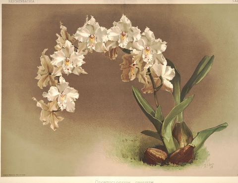 Odontoglossum crispum (Crispum orchid), plate 1 from Reichenbachia, 1888