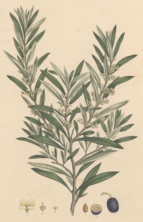 Olea europaea (Olive), plate 3 from Flora Graeca, 1806