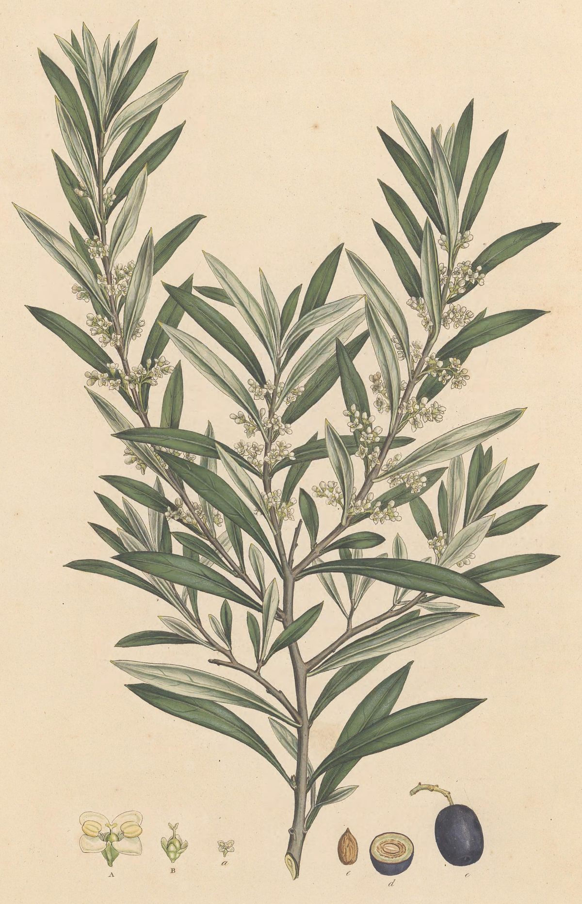 Olea europaea (Olive), plate 3 from Flora Graeca, 1806
