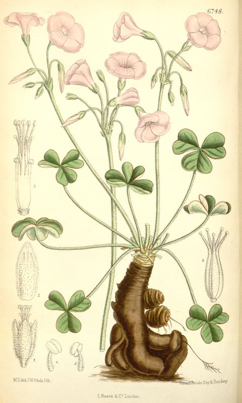 Oxalis articulata (Pink sorrel), plate 6748 from Curtis's Botanical Magazine, 1884