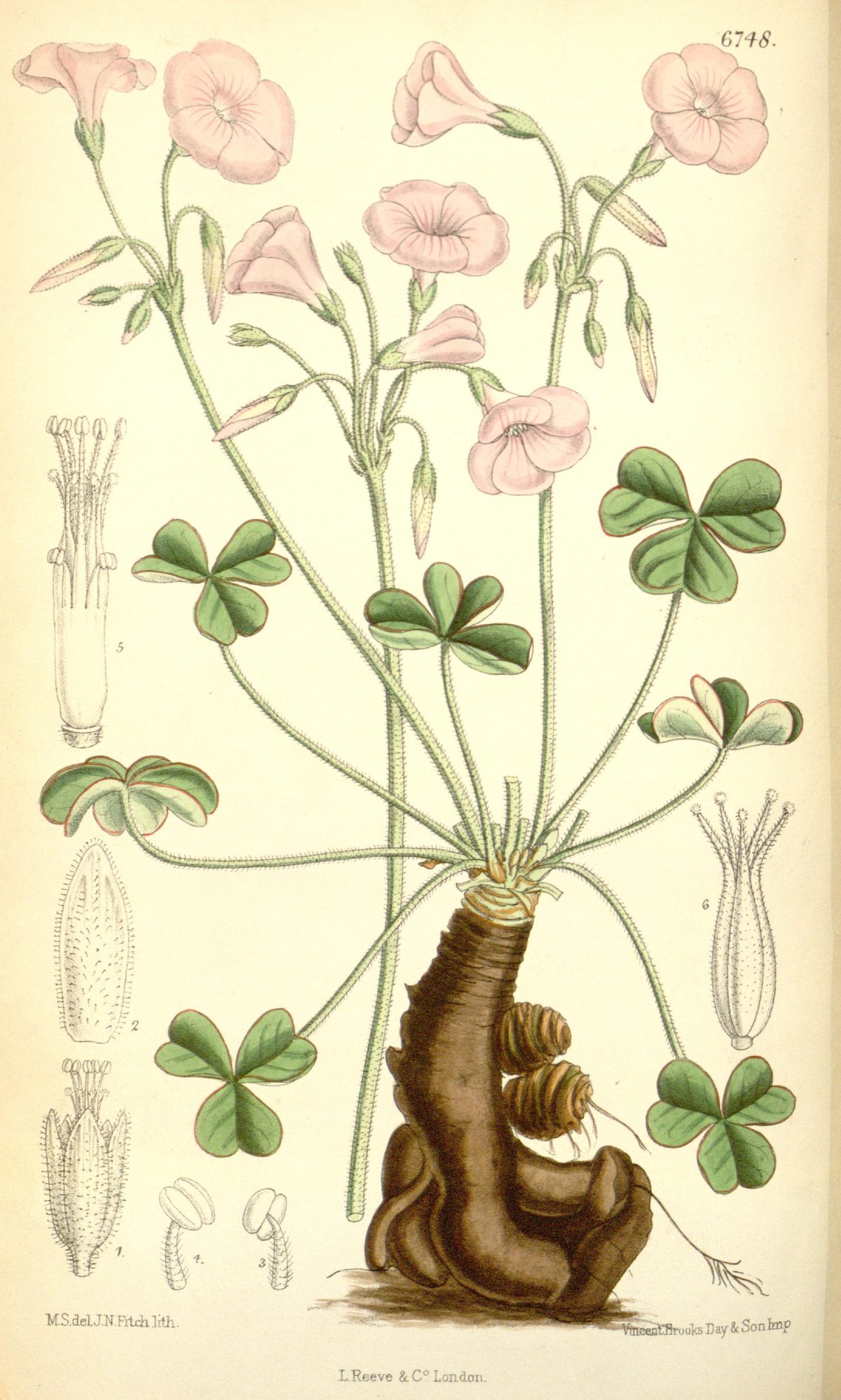 Oxalis articulata (Pink sorrel), plate 6748 from Curtis's Botanical Magazine, 1884