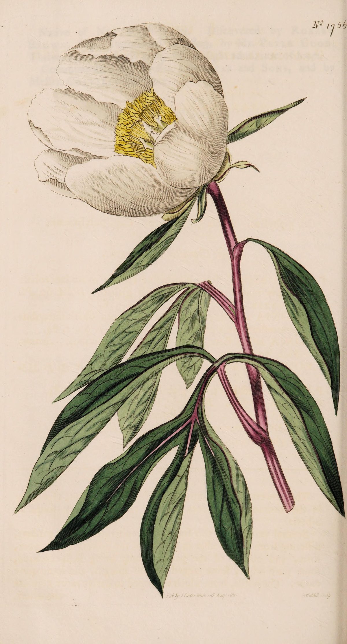 Paeonia lactiflora (Chinese peony), plate 1756 from Curtis's Botanical Magazine, 1815