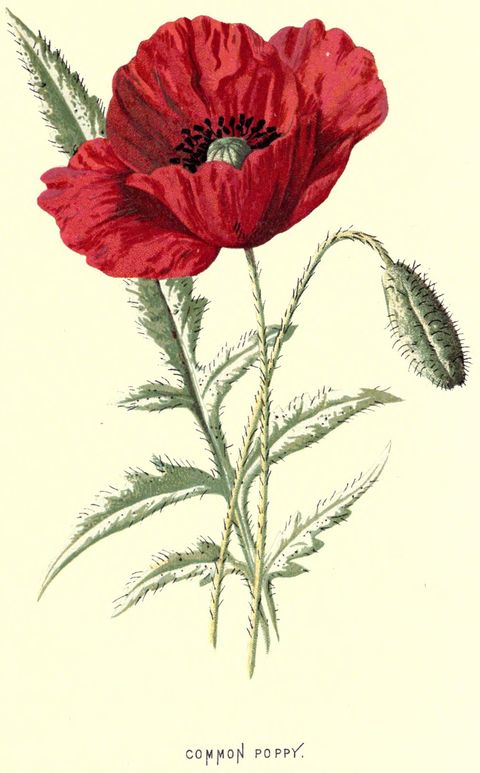 Papaver rhoeas (Corn poppy) from Familiar Wild Flowers, 1878