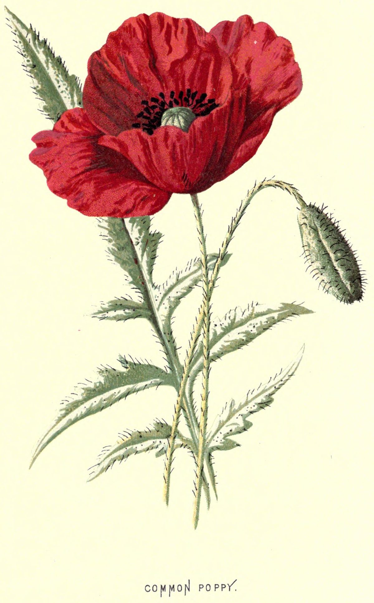 Papaver rhoeas (Corn poppy) from Familiar Wild Flowers, 1878