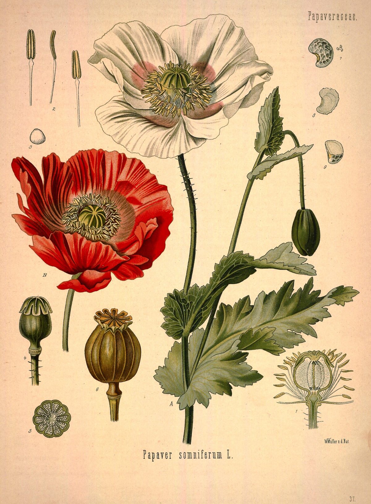 Papaver somniferum (Opium poppy) from Köhler's Medizinal-Pflanzen, 1887