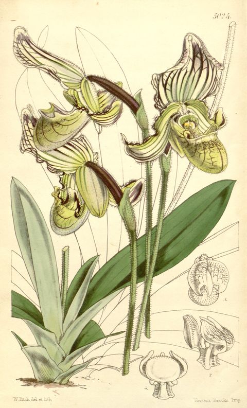 Paphiopedilum fairrieanum (Fairrie's slipper orchid), plate 5024 from Curtis's Botanical Magazine, 1857