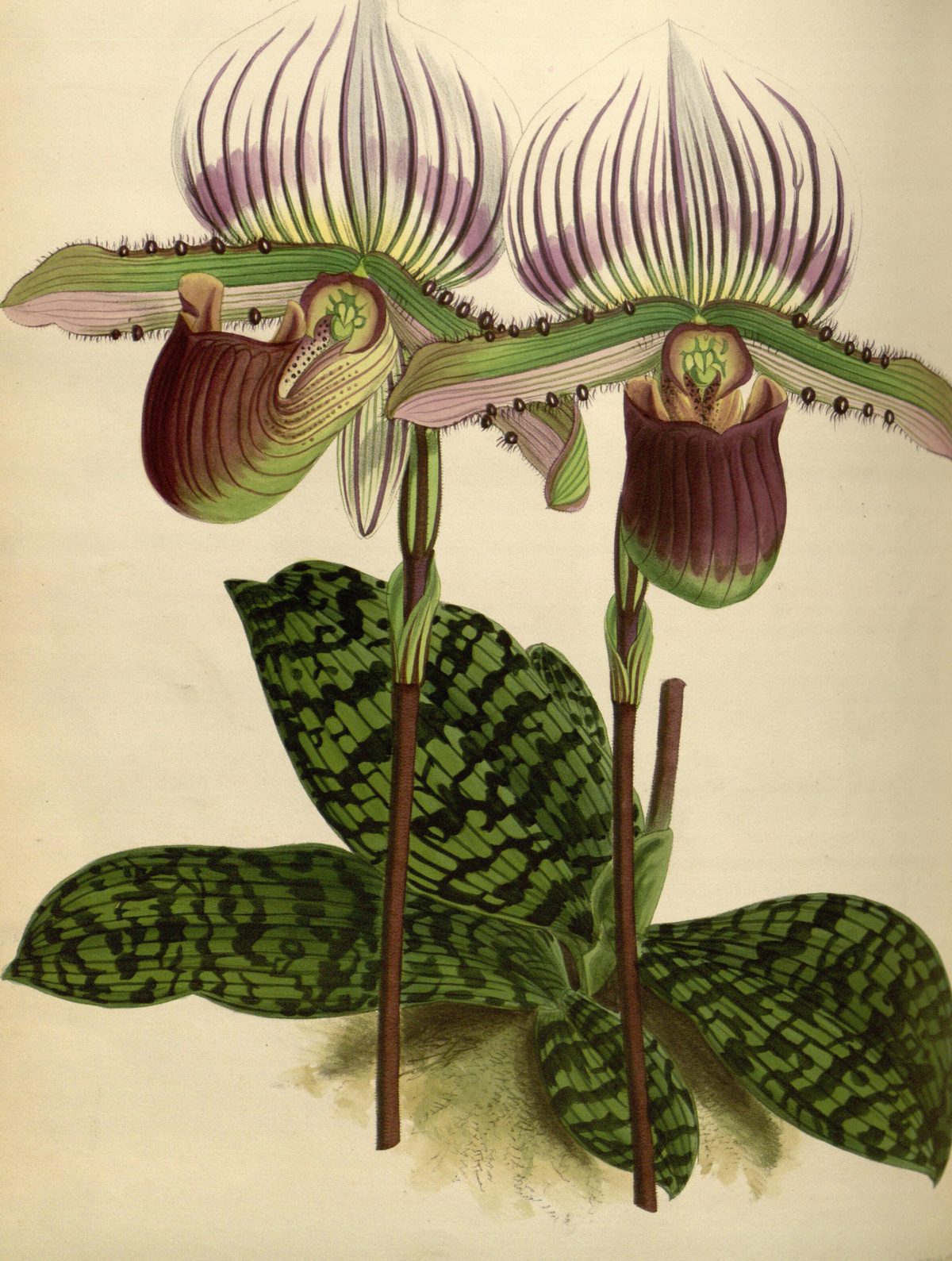 Paphiopedilum lawrenceanum (Lawrence's slipper orchid), plate 22 from The Orchid Album, 1882