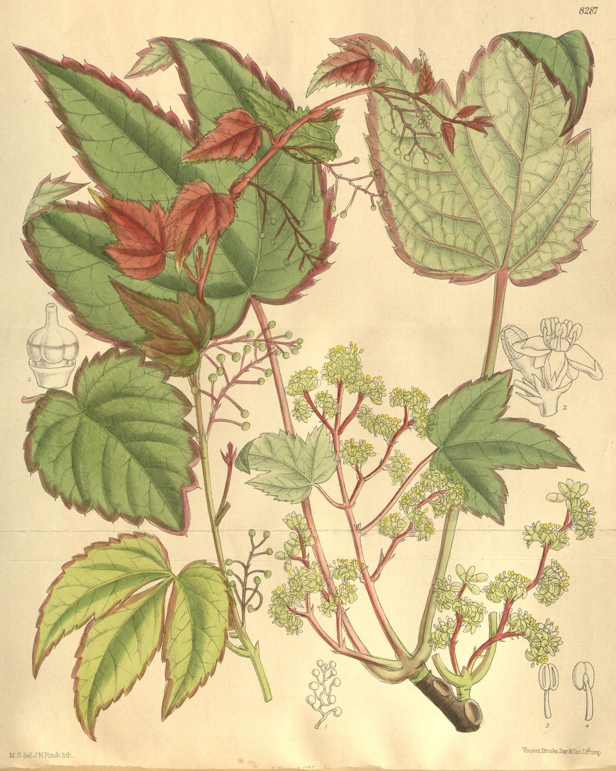 Parthenocissus tricuspidata (Boston ivy), plate 8287 from Curtis's Botanical Magazine, 1909