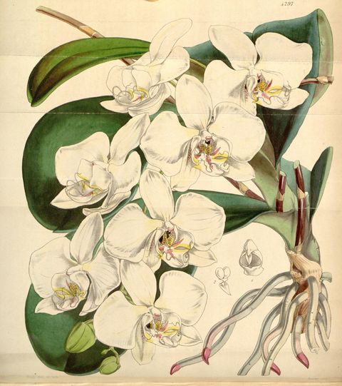 Phalaenopsis amabilis (Moon orchid), plate 4297 from Curtis's Botanical Magazine, 1847