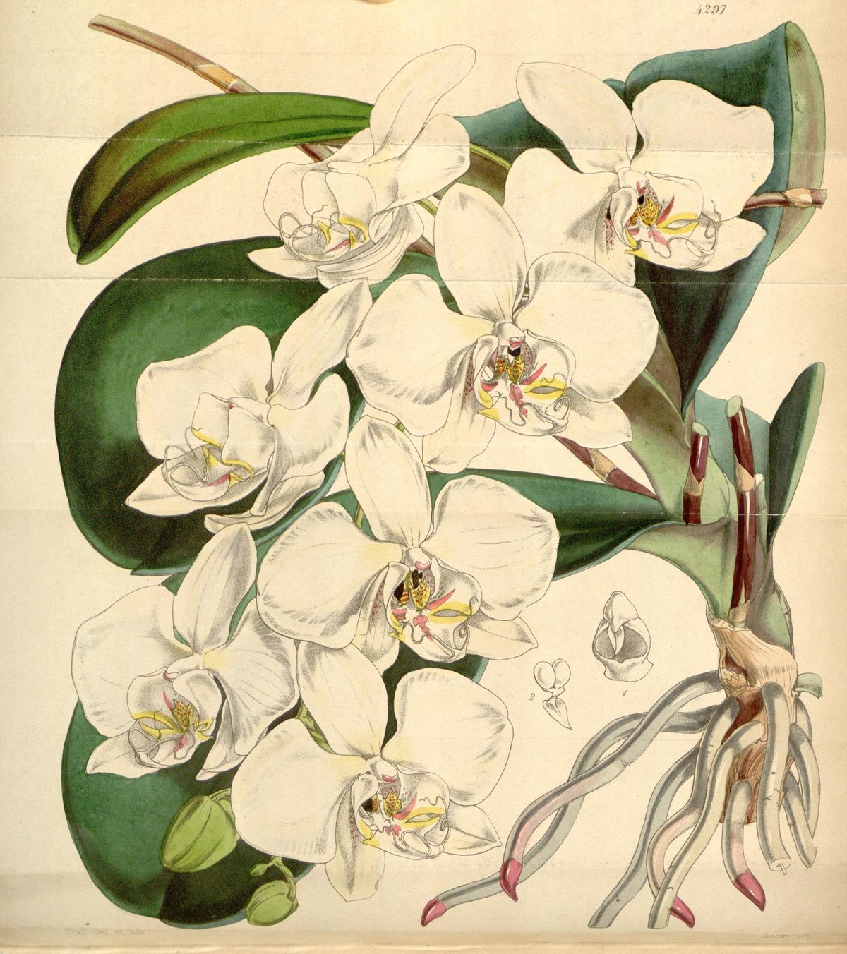 Phalaenopsis amabilis (Moon orchid), plate 4297 from Curtis's Botanical Magazine, 1847