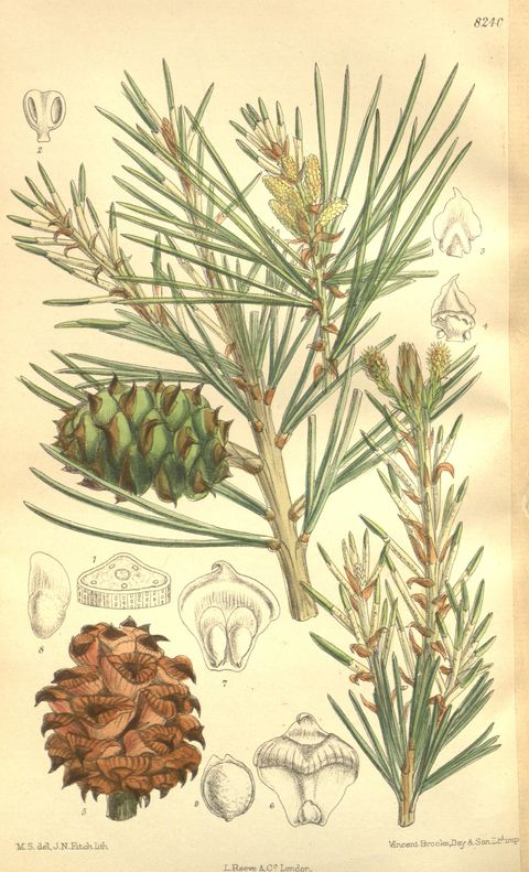 Pinus bungeana (Lacebark pine), plate 8240 from Curtis's Botanical Magazine, 1909
