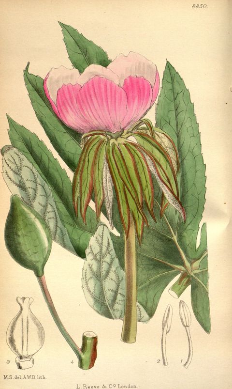 Podophyllum hexandrum (Himalayan mayapple), plate 8850 from Curtis's Botanical Magazine, 1920