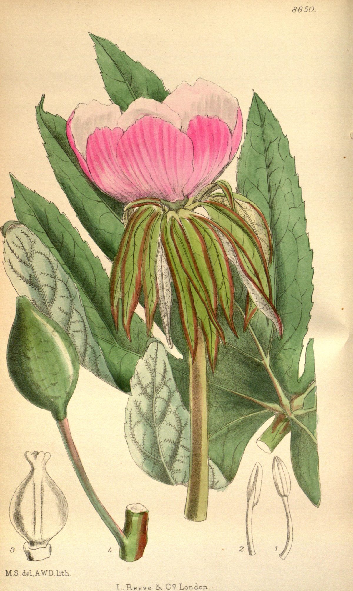 Podophyllum hexandrum (Himalayan mayapple), plate 8850 from Curtis's Botanical Magazine, 1920