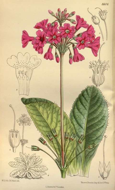 Primula miyabeana (Miyabe's candelabra primula), plate 8606 from Curtis's Botanical Magazine, 1915
