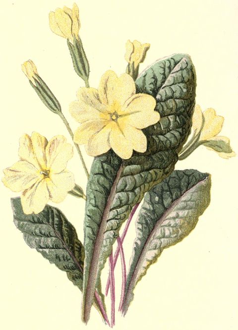 Primula vulgaris (Primrose) from Familiar Wild Flowers, 1878