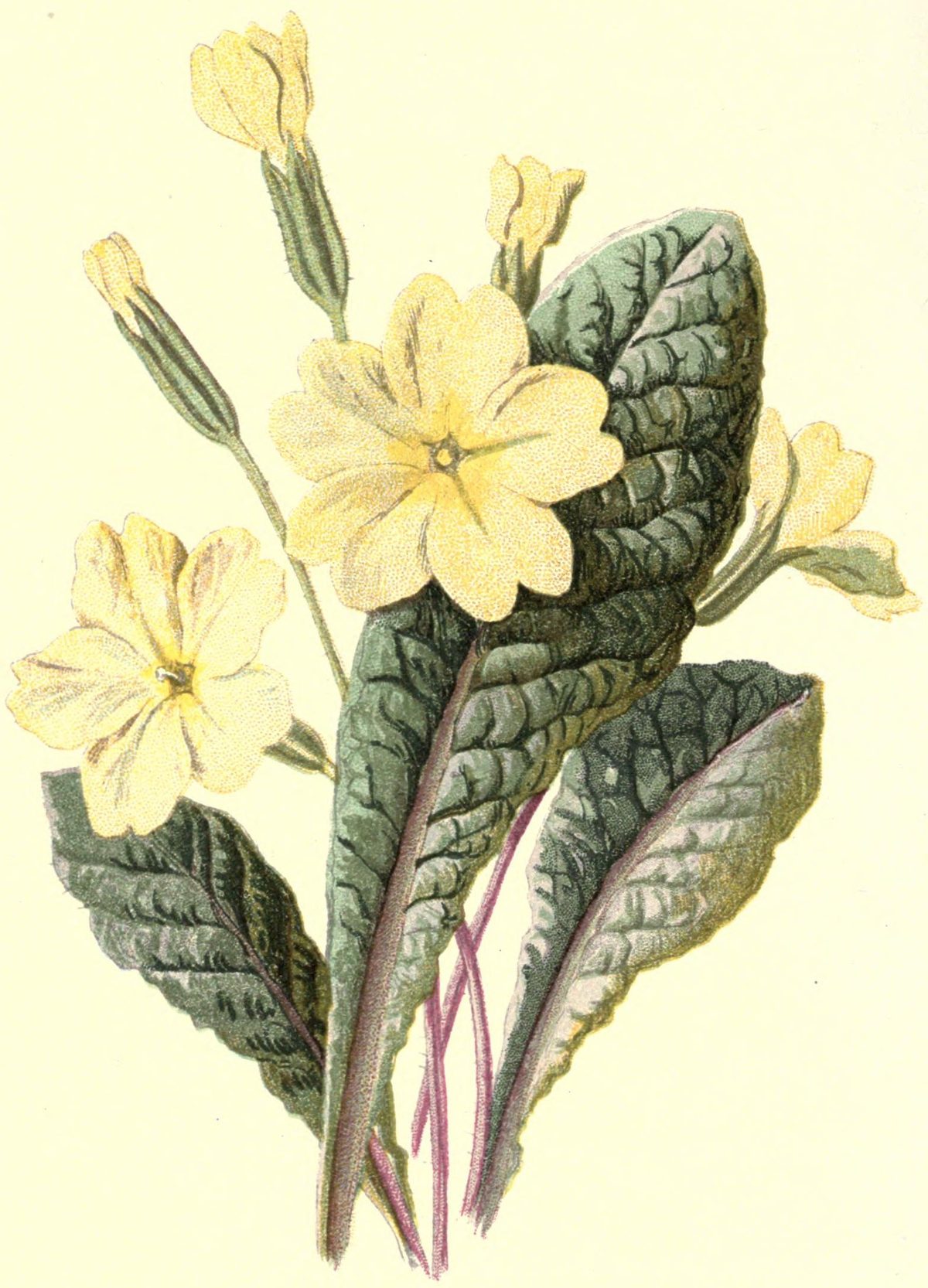 Primula vulgaris (Primrose) from Familiar Wild Flowers, 1878