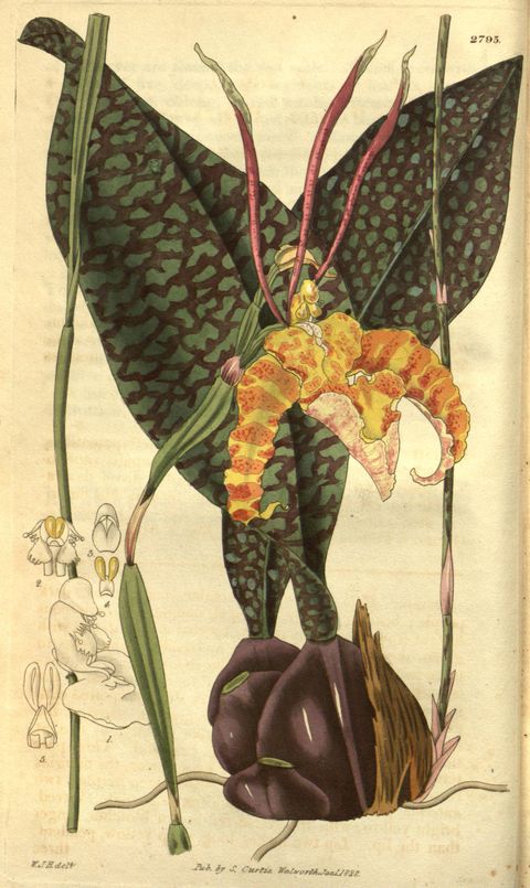 Psychopsis papilio (Butterfly orchid), plate 2795 from Curtis's Botanical Magazine, 1828