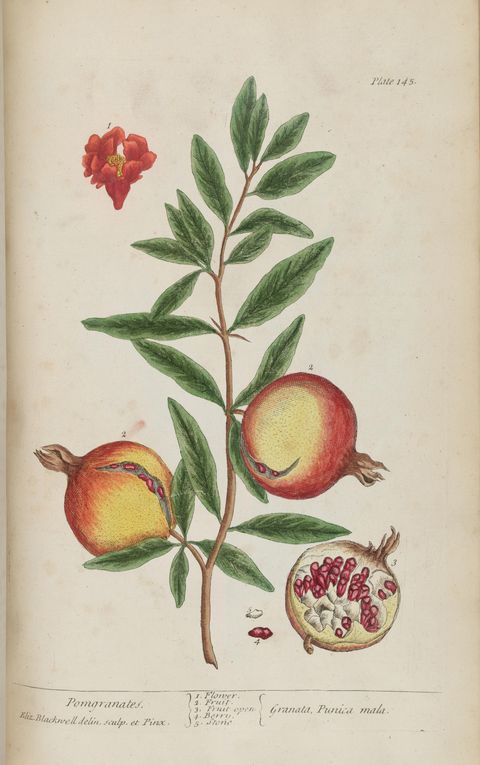 Punica granatum (Pomegranate), plate 145 from A Curious Herbal, 1737