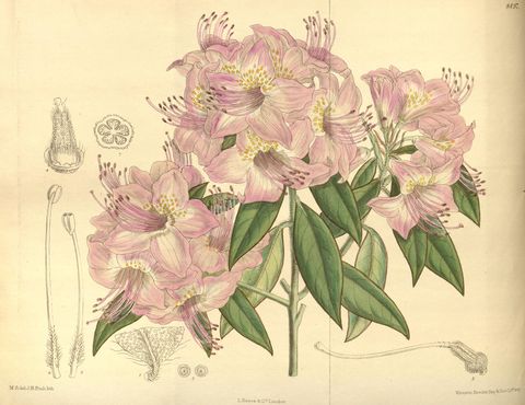Rhododendron augustinii (Augustine's rhododendron), plate 8497 from Curtis's Botanical Magazine, 1913