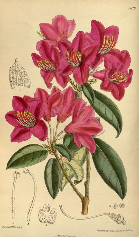 Rhododendron concinnum (Neat rhododendron), plate 8620 from Curtis's Botanical Magazine, 1915