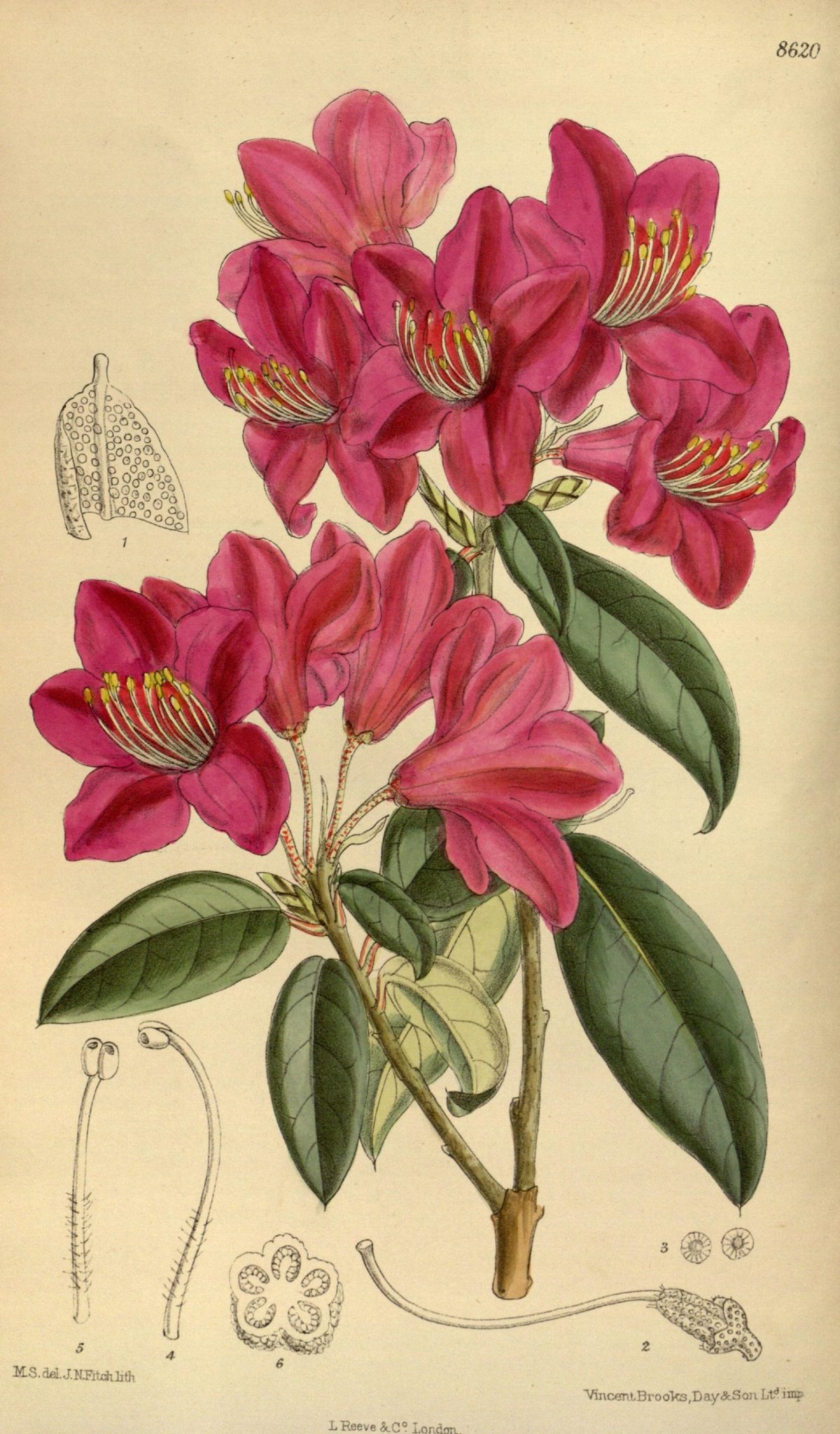Rhododendron concinnum (Neat rhododendron), plate 8620 from Curtis's Botanical Magazine, 1915