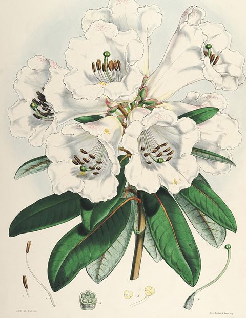 Rhododendron dalhousiae (Lady Dalhousie's rhododendron), plate I from The Rhododendrons of Sikkim-Himalaya, 1849