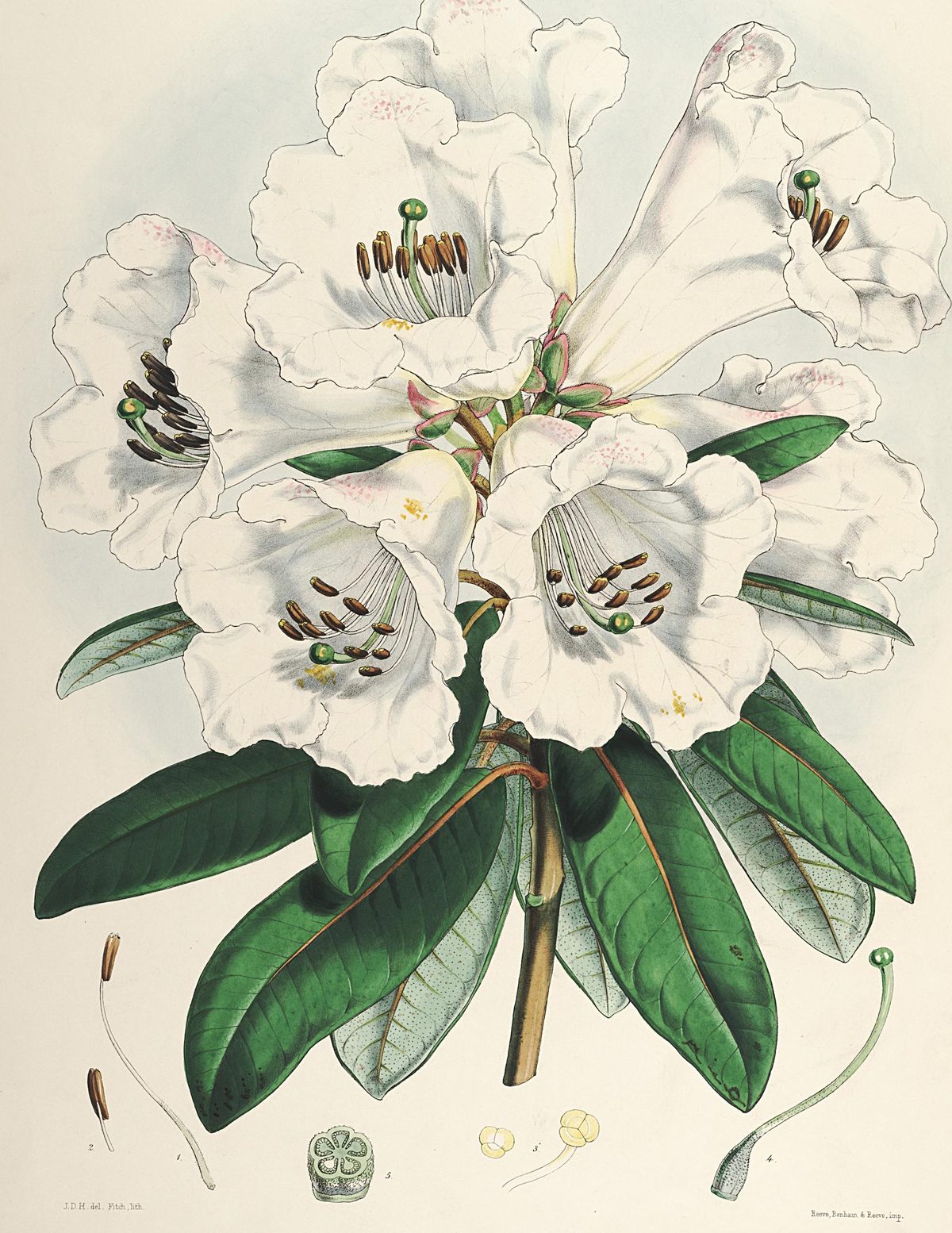 Rhododendron dalhousiae (Lady Dalhousie's rhododendron), plate I from The Rhododendrons of Sikkim-Himalaya, 1849