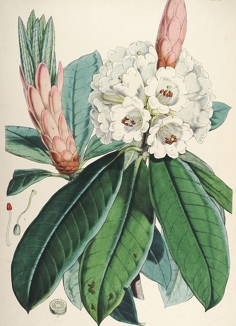 Rhododendron grande (Silver rhododendron), plate IX from The Rhododendrons of Sikkim-Himalaya, 1849