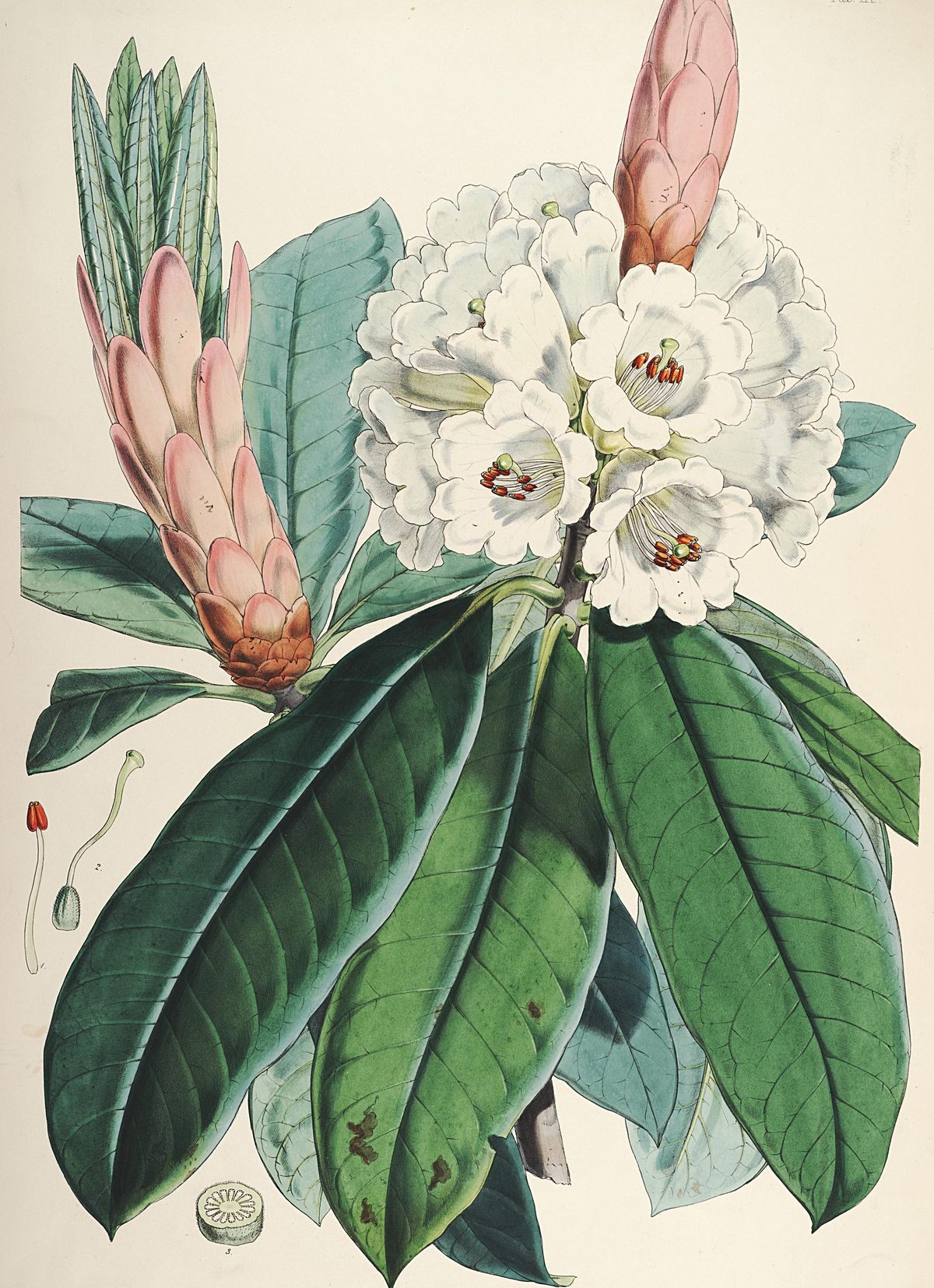 Rhododendron grande (Silver rhododendron), plate IX from The Rhododendrons of Sikkim-Himalaya, 1849