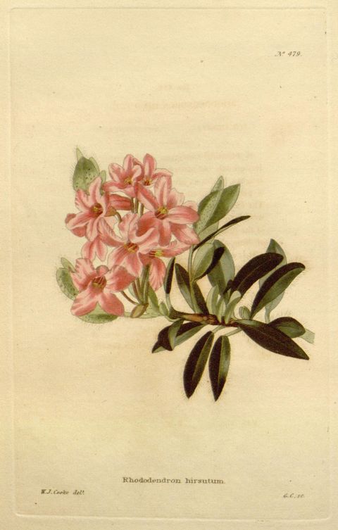 Rhododendron hirsutum (Hairy alpenrose), plate 479 from The Botanical Cabinet, 1820