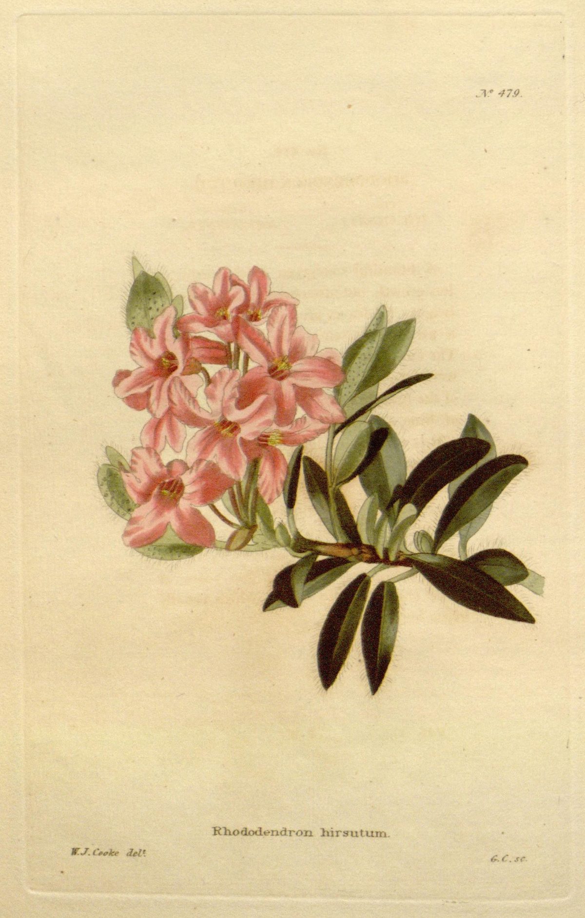 Rhododendron hirsutum (Hairy alpenrose), plate 479 from The Botanical Cabinet, 1820