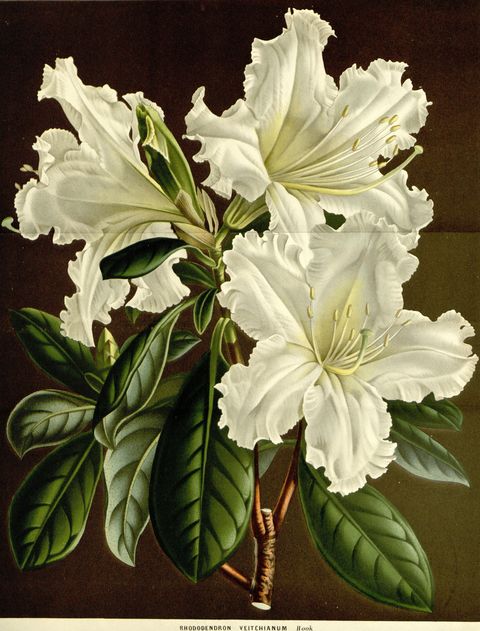 Rhododendron veitchianum (Veitch's rhododendron) from Flore des serres et des jardins de l'Europe, 1863