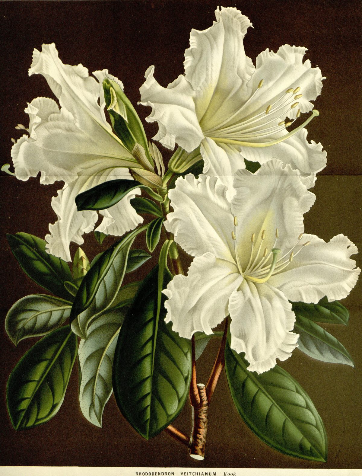 Rhododendron veitchianum (Veitch's rhododendron) from Flore des serres et des jardins de l'Europe, 1863