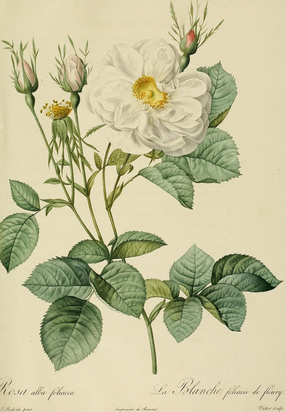 Rosa × alba 'Foliacea' (White rose of Fleury) from Les Roses, 1824