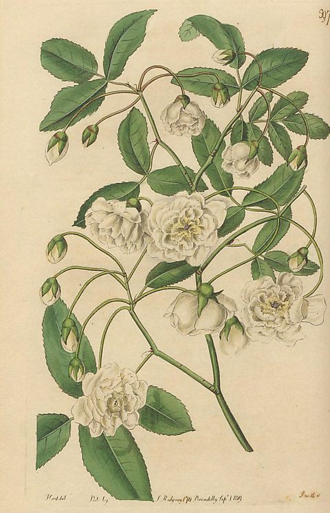 Rosa banksiae (Lady Banks's rose), plate 397 from The Botanical Register, 1819