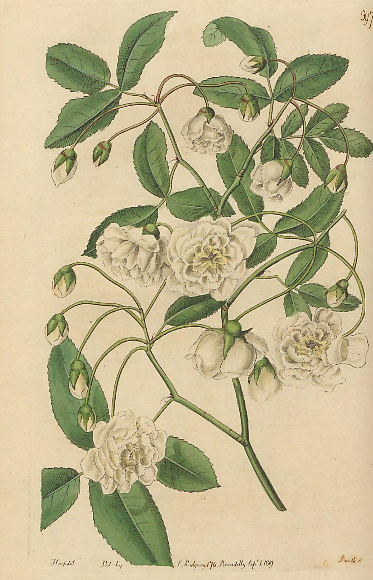 Rosa banksiae (Lady Banks's rose), plate 397 from The Botanical Register, 1819