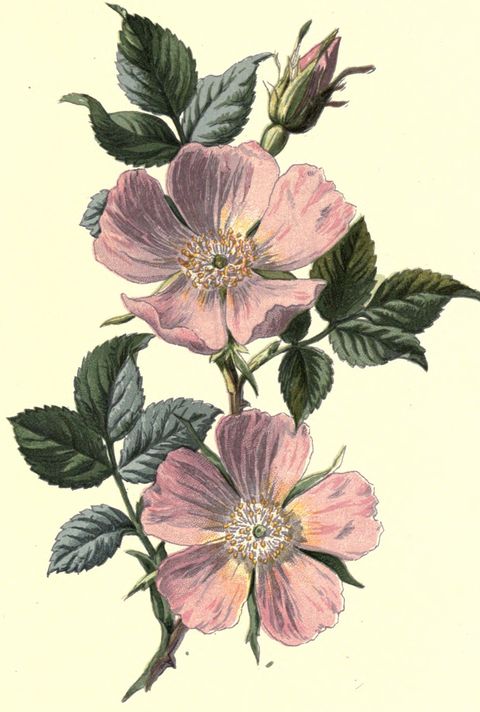 Rosa canina (Dog rose) from Familiar Wild Flowers, 1878
