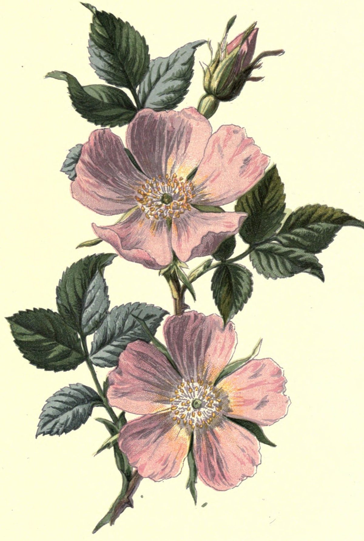 Rosa canina (Dog rose) from Familiar Wild Flowers, 1878
